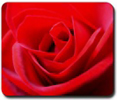 Red Rose Art Mousepad Romantic Red Rose Gifts & T-shirts