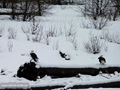 Bald Eagles Photos Brackendale Squamish BC Canada 