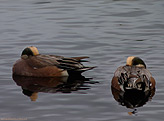 Widgeon Ducks "Hiding" Waterfowl Photo Stanley Park 