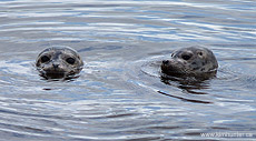 Harbour Seals Photograph English Bay Vancouver 