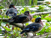 Wood Ducks Photos Vancouver BC Lost Lagoon