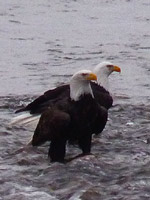 Bald Eagles Photos Brackendale Squamish BC Canada 