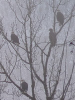 Bald Eagles Photos Brackendale Squamish BC Canada 