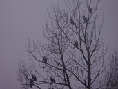 Bald Eagles Photos Brackendale Paradise Valley BC Canada 