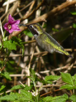 Anne's Hummingbird Photograph Vancouver Canada 