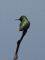 Rufus Hummingbird Photograph Vancouver Canada 