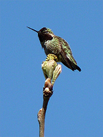 Anne's Hummingbird Photograph Vancouver Canada