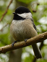 Blackcapped Chickadee Bird Photo Vancouver Canada 