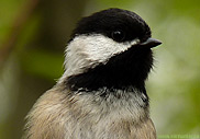 Black Capped Chickadee Vancouver Canada 