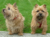 Cairn Terrier Dog Photograph Pet Portraits by Vancouver Artist / Photgrapher Kim Hunter