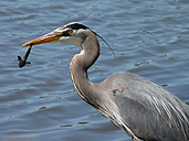 Great Blue Heron Fishing Shore Birds Stanley Park Photos 