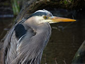 Great Blue Heron Closeup Photo Free Wildlife Desktop Images 