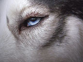 Siberian Husky Photo Pet Portraits Dog Eye Photograph by Canadain Artist / Photographer Kim Hunter