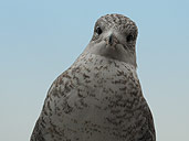 Funny New York Seagull Photograph 