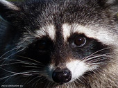 Racoon Photograph Closeup Wildlife Portraits Desktop Images 