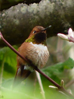 Rufus Hummingbird Photo Stanley Park Vancouver 