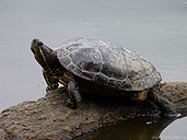 Red Ear Slider Turtle Photo Stanley Park Vancouver Canada 