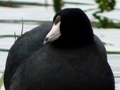 American Coot Waterfowel Photo Vancouver Canada 