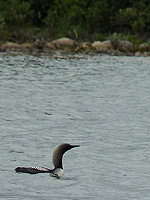 Arctic Loon Photo Churchill MB