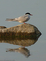 Arctic Tern Bird Photo Churchill MB