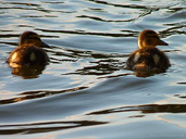 Baby Mallard Ducks Waterfowl Photo Vancouver BC