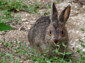 Baby Jack-Rabbit Photo Churchill MB