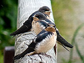 Barn Swallow Babies Photo Stanley Park BC 