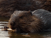 Baby Beaver Photograph Lost Lagoon Stanley Park Vancouver Canada 