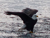 Bald Eagles Photos Brackendale Squamish BC Canada 