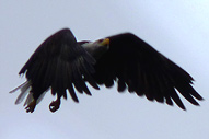 Bald Eagle in Flight Photo Vancouver BC Canada 