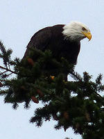 Bald Eagle Bird Photo Vancouver BC Canada