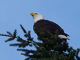 Bald Eagle Photos Vancouver West End BC Canada