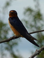 Barn Swallow Photo Reifel Migratory Bird Sanctuary