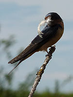 Barn Swallow Photo Reifel Migratory Bird Sanctuary