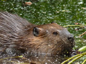 Beaver Photo Lost Lagoon Stanley Park Vancouver CN