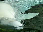 Aurora Beluga Whale Photograph Vancouver BC