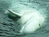 Photo Beluga Whale Vancouver Aquarium  Canada White Whale Canary of the Sea Marinelife Photograph