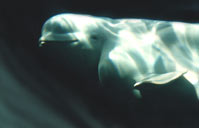 Photo Beluga Whale Vancouver Aquarium 