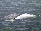 Beluga Whales Photo Churchill MB Canada