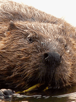 Big Beaver Photo Vancouver Lost Lagoon 