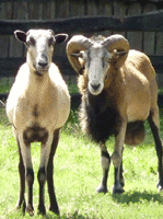 Big Horn Sheep Photograph Vancouver Petting Zoo (closed) 