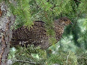 Blue Grouse Bird Photo Revelstoke BC