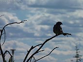 Sparrow Bird Photo Churchill MB