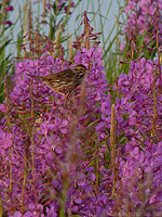 Small Songbird Photo Warbler? Churchill MB Canada