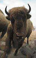 Buffalo photograph, bison charging wildlife photo