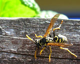 Wasp Photograph Insect Wings Detail PhotoWasp Photograph Insect Wings Detail Photo