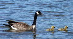 Canada Goose with Goslings Photo Vancouver Lost Lagoon Canada 