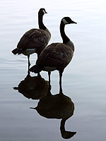 Canadian Geese Photo Vancouver BC Canada Wildlife Lost Lagoon Waterfowl Photograph