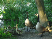 Canadian Geese with Goslings Vancouver Stanley Park Spring Waterfowl Photograph Canada Goose Babies Photo