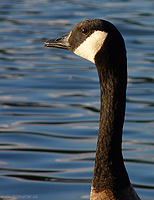 Canadian Goose Portrait Vancouver BC 